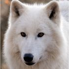 Polarwolf