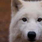 Polarwolf