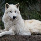 Polarwolf