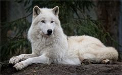 Polarwolf