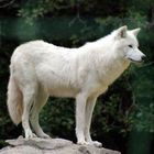 Polarwolf