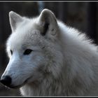 Polarwolf