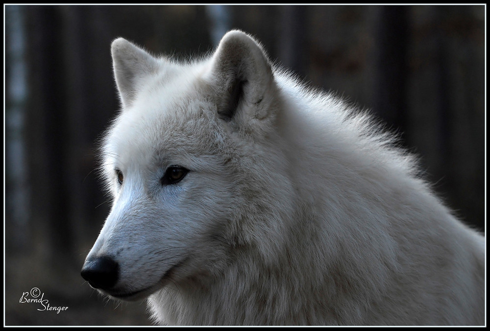 Polarwolf