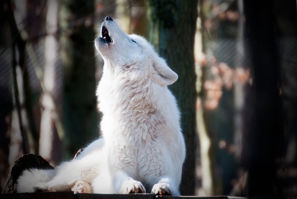 Polarwolf