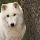 Polarwolf