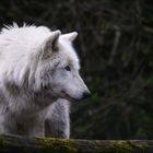 Polarwolf