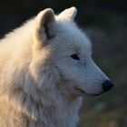 Polarwolf