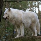 Polarwolf