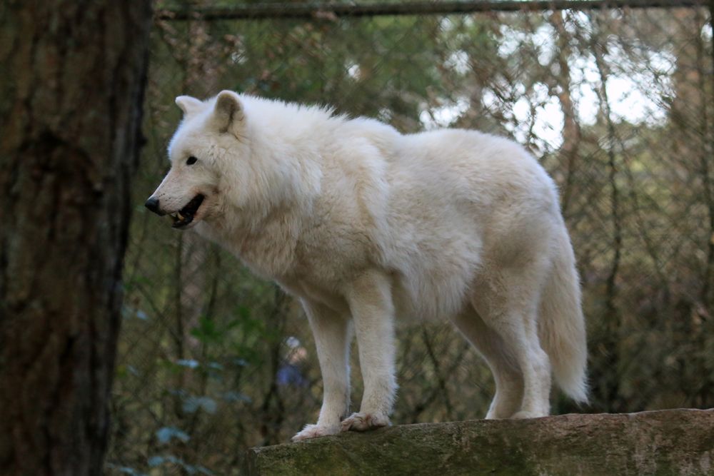 Polarwolf