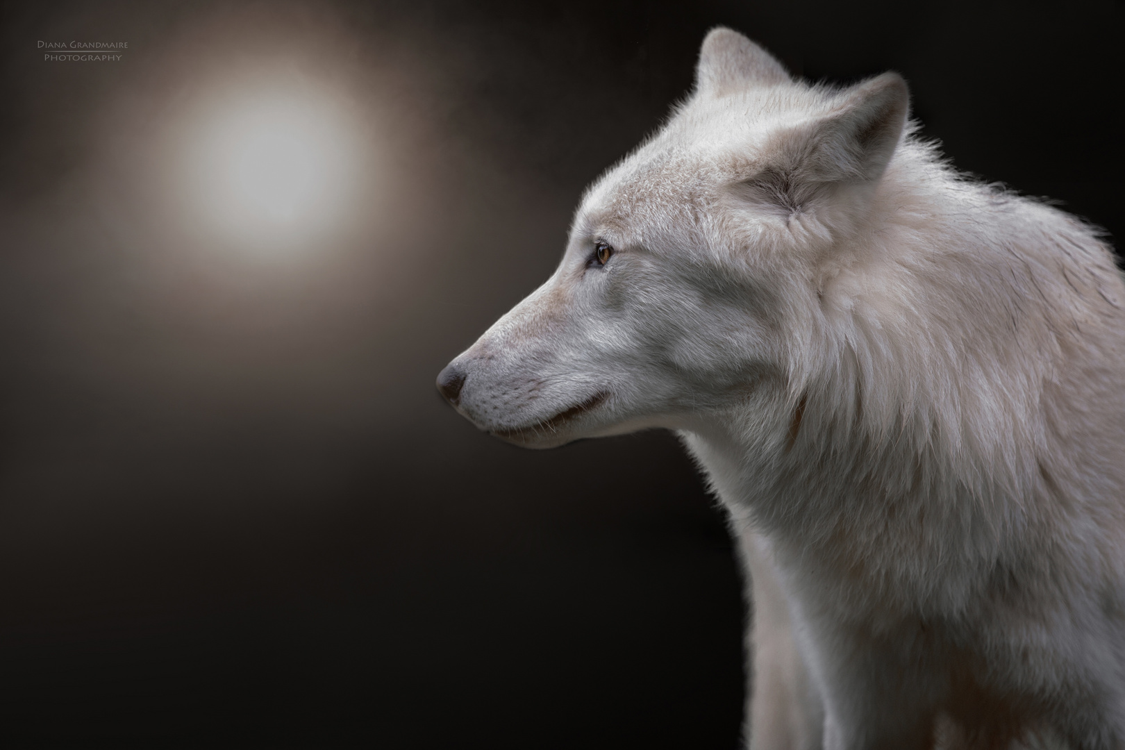 Polarwolf