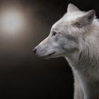 Polarwolf