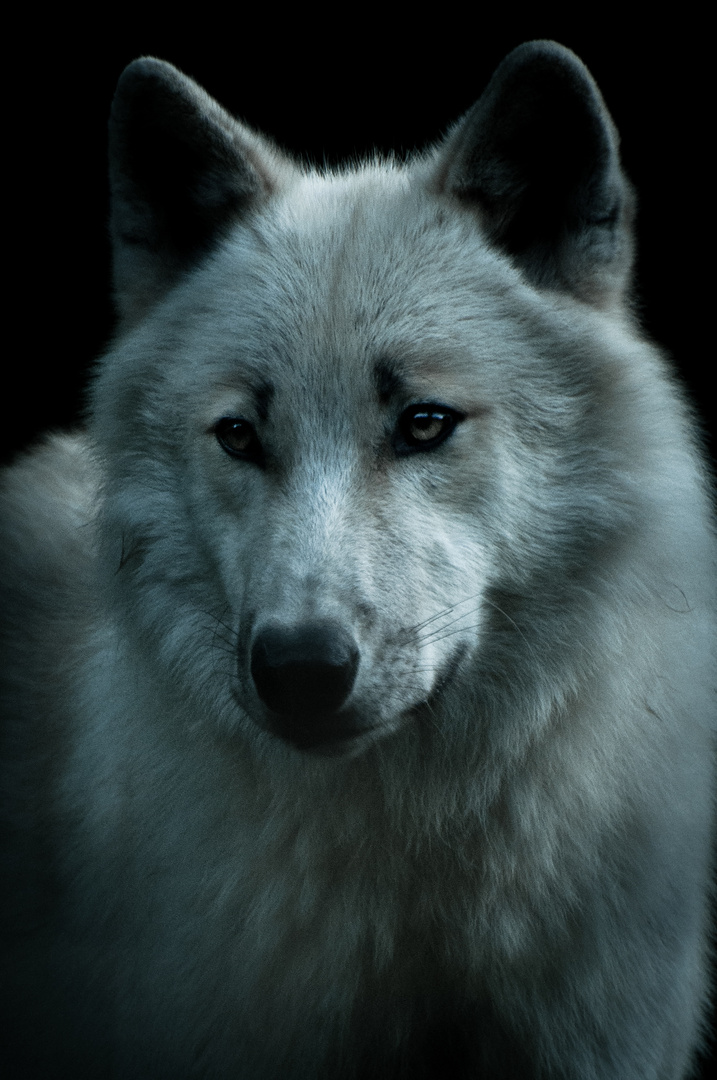 Polarwolf