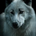 Polarwolf