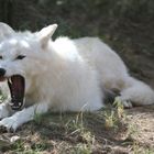 Polarwolf