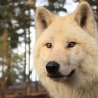 Polarwolf