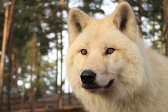 Polarwolf