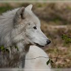 Polarwolf / Artic wolf