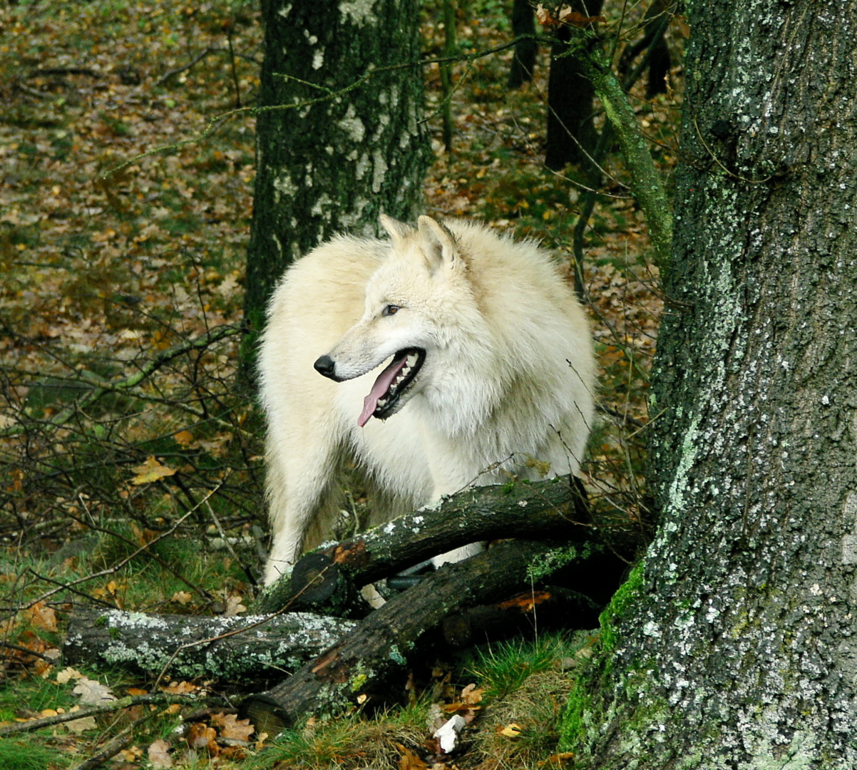 Polarwolf auf Streifzug