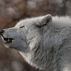 Polarwolf...