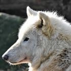 Polarwolf