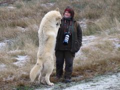 Polarwolf "Baby" Noran mit Mama Tanja A.