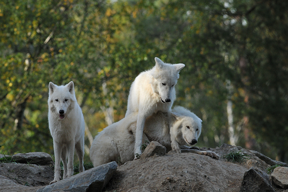 Polarwolf – Balgerei