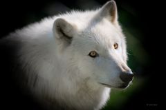 Polarwolf