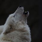 Polarwolf