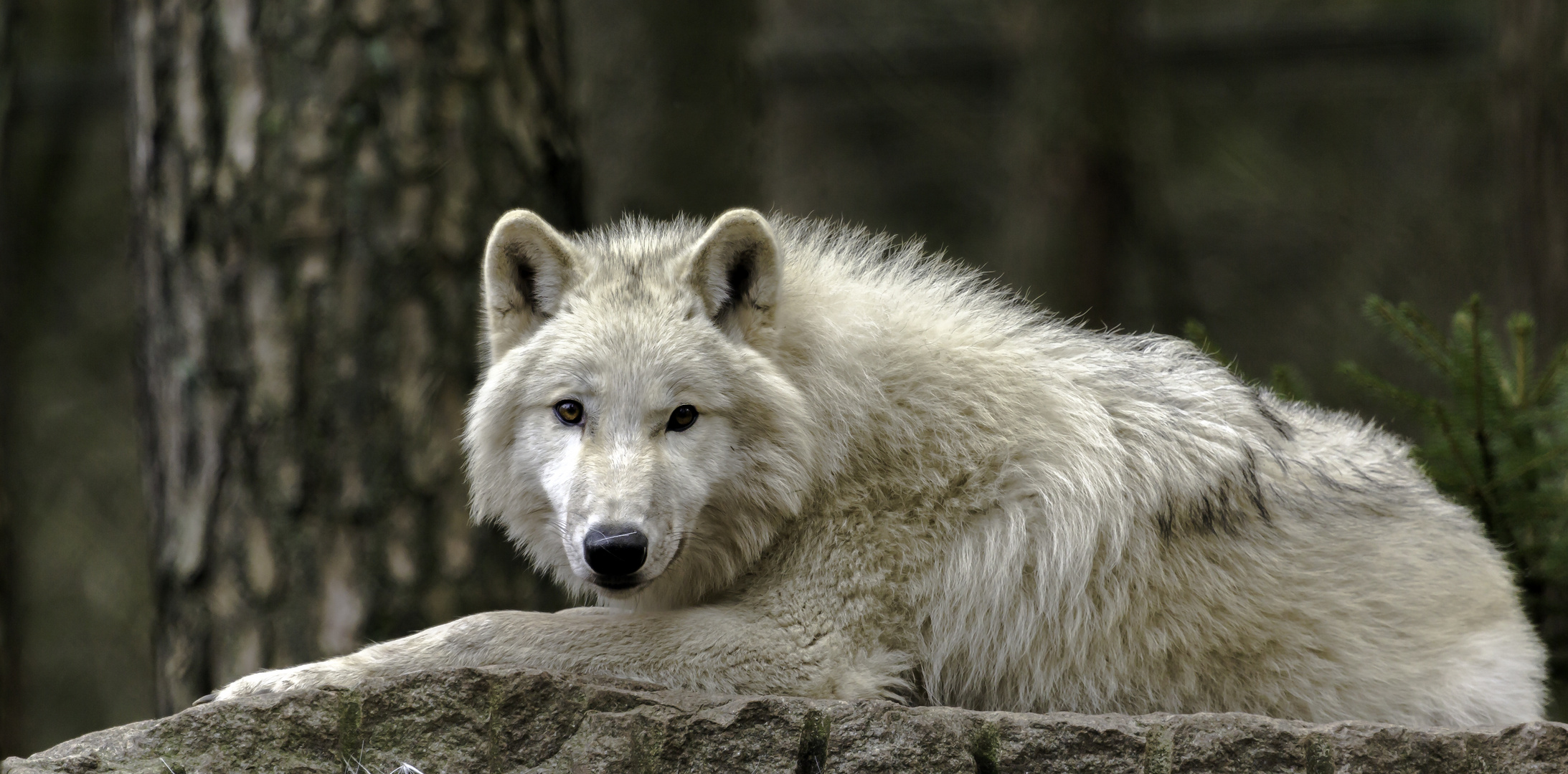 Polarwolf 