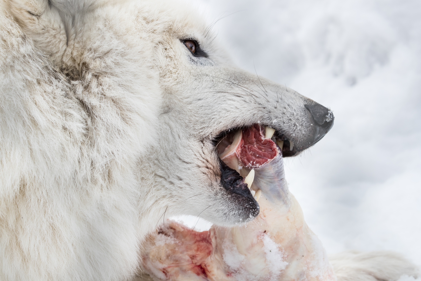 Polarwolf beim Fressen