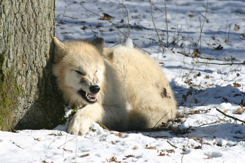 Polarwolf beim Gähnen