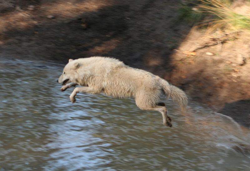 Polarwolf beim Sprung