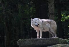 Polarwolf