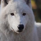 Polarwolf