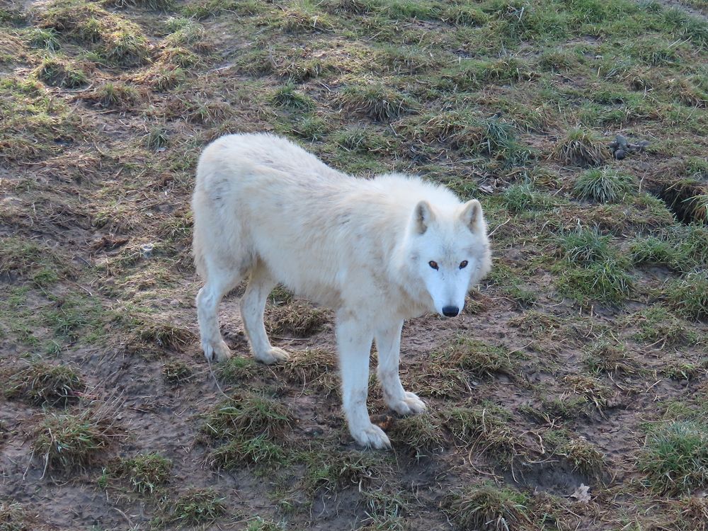 Polarwolf