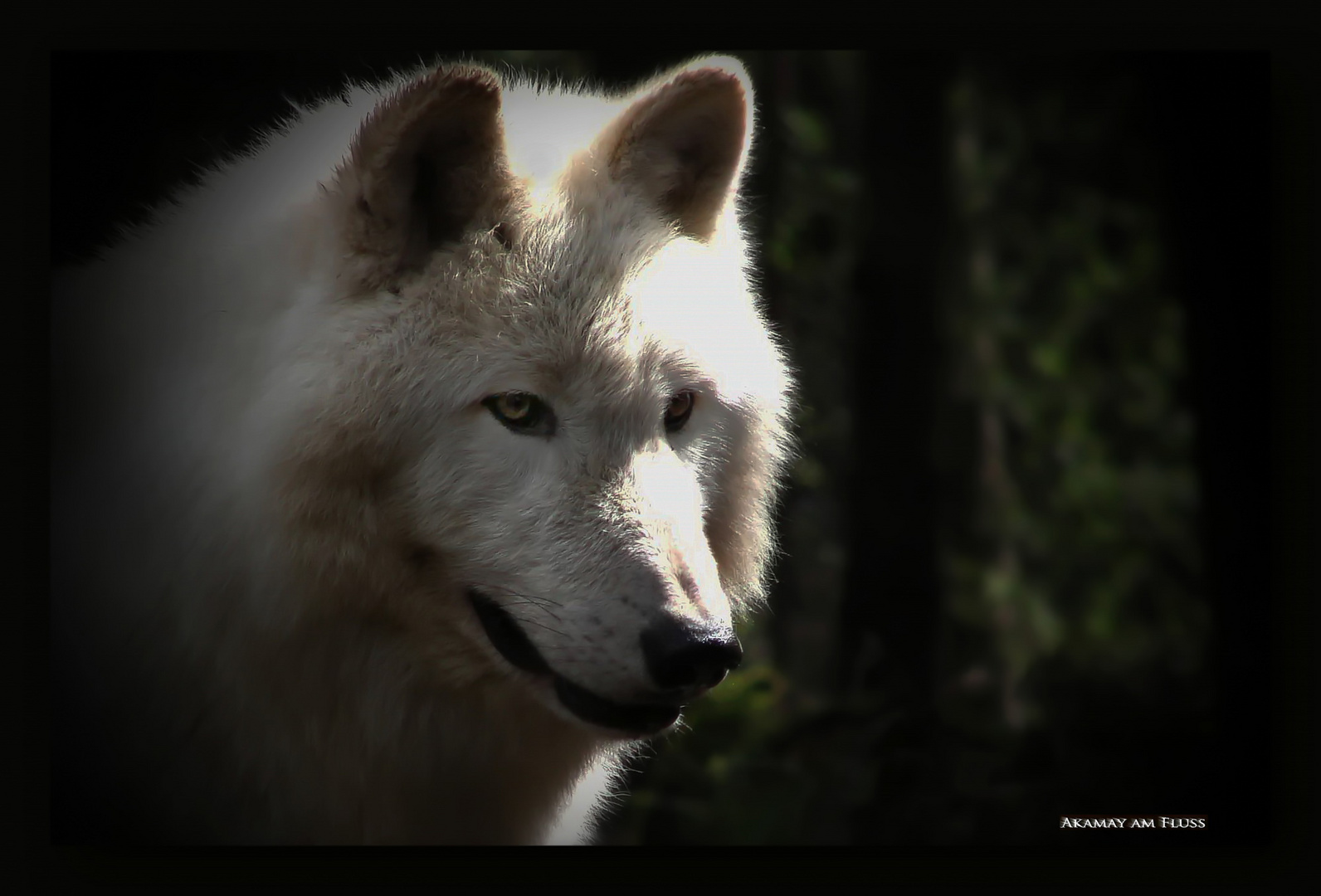 Polarwolf (Canis lupus arctos)