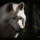 Polarwolf (Canis lupus arctos)