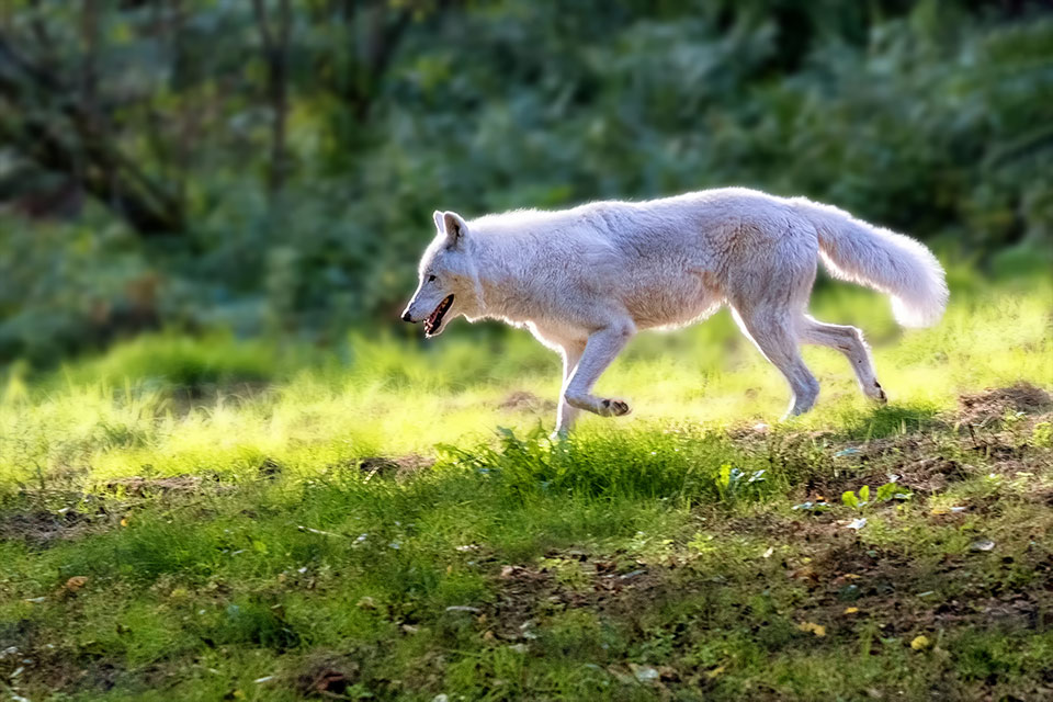 Polarwolf (Canis-lupus-arctos)