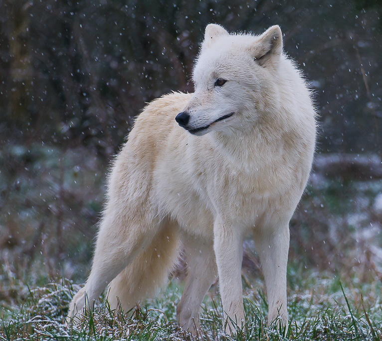 Polarwolf (Canis lupus arctos)