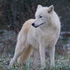 Polarwolf (Canis lupus arctos)