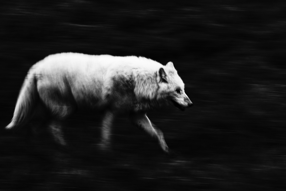 Polarwolf (Canis lupus arctos)