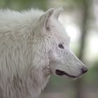 Polarwolf (Canis lupus arctos)