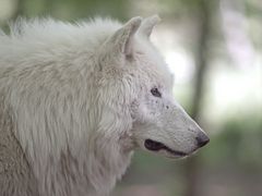 Polarwolf (Canis lupus arctos)