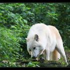 Polarwolf (Canis lupus arctos) ...