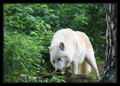 Polarwolf (Canis lupus arctos) ...