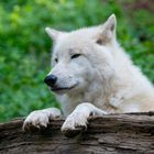 Polarwolf - Canis lupus arctos