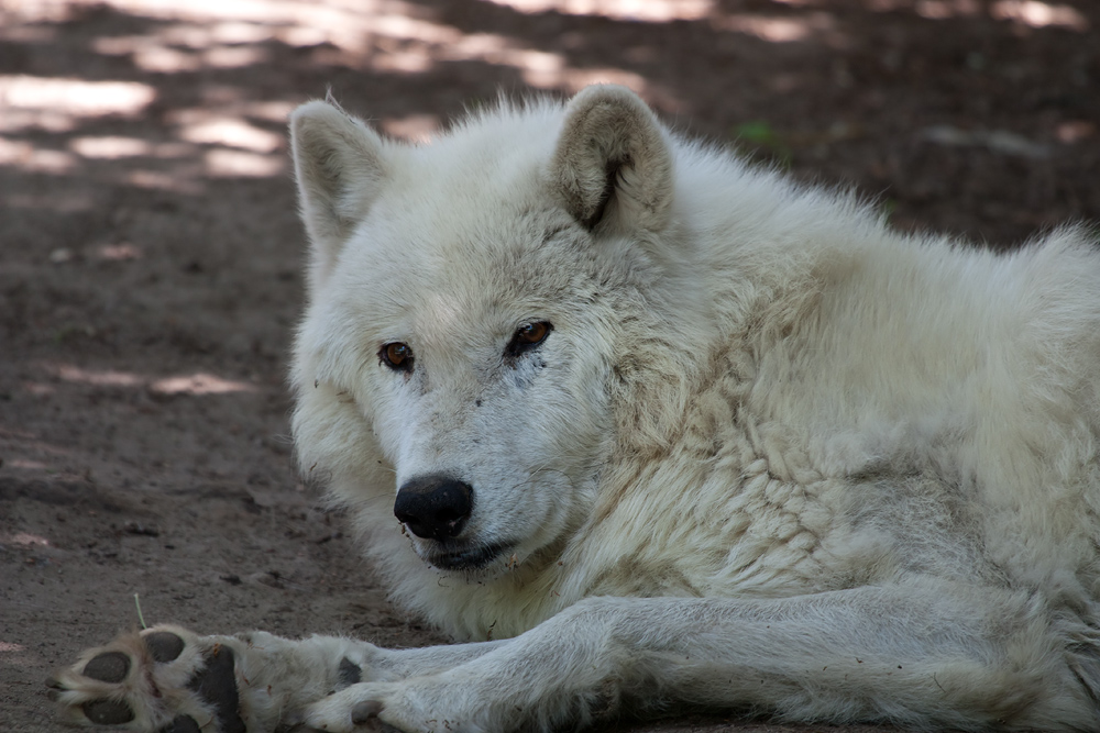 - Polarwolf (Canis lupus arctos) -