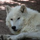 - Polarwolf (Canis lupus arctos) -