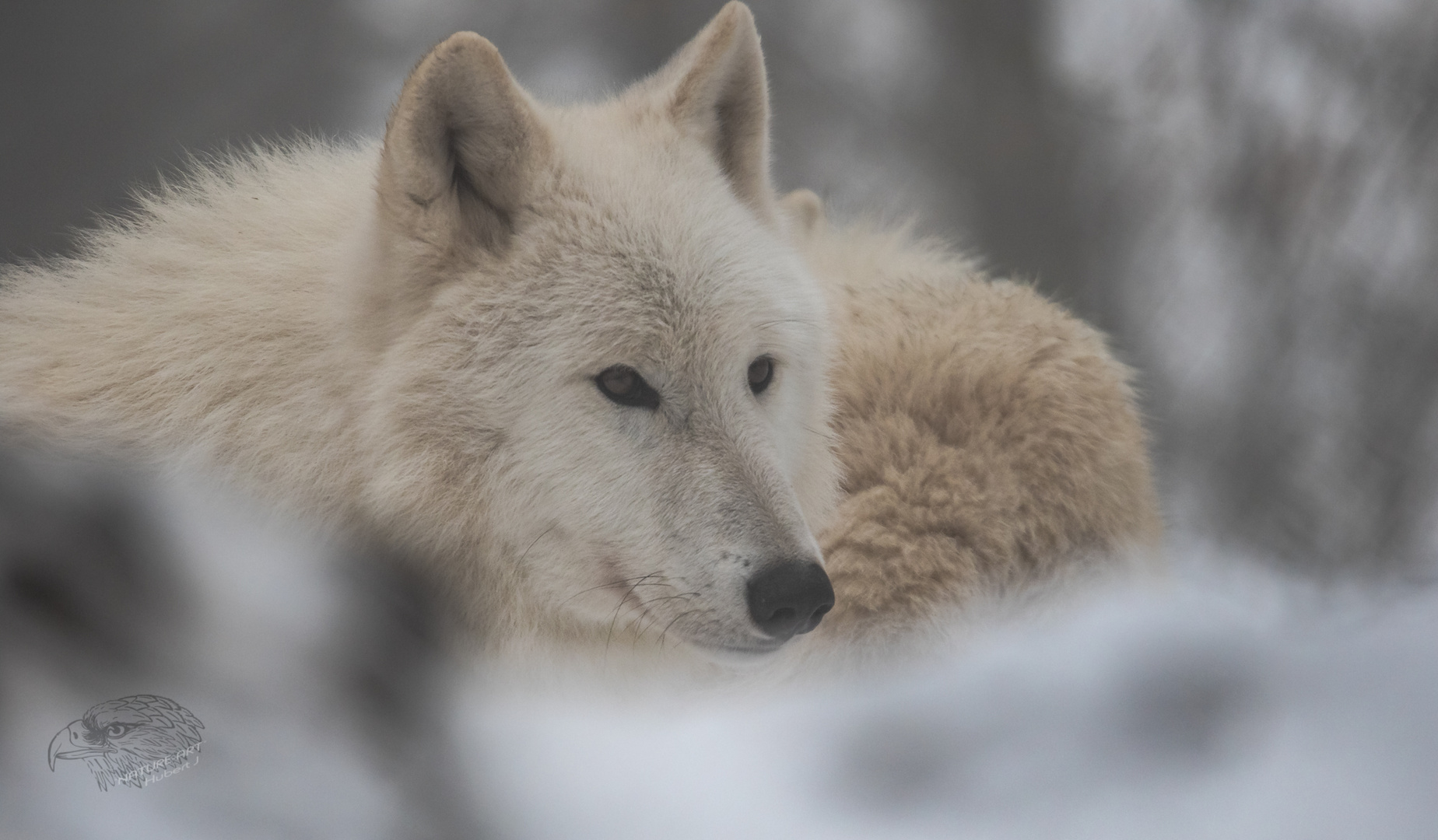 Polarwolf (Canis lupus arctos)