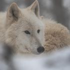 Polarwolf (Canis lupus arctos)